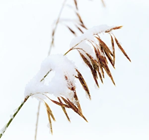 Grasses, First snow to October, Continental Divide, Rabbit Ears pass, Colorado, USA Grasses, First snow to October, Continental Divide, Rabbit Ears pass, Colorado, USA