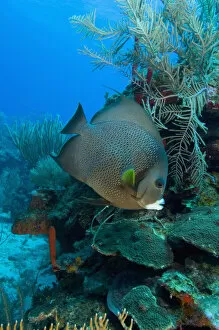 Images Dated 7th May 2004: Gray Angelfish (Pomacanthus arcuatus) Hol Chan Marine Preserve, Belize Barrier Reef