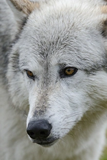 Gray/Grey Wolf, Canis lupus, West Yellowstone, Montana, controlled, (MR) Gray/Grey Wolf, Canis lupus, West Yellowstone, Montana, controlled, (MR)
