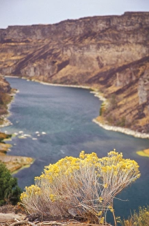 Gray Rabbit-Brush (Chrysothamnus nauseousus) on cliff overlooking the Snake River Gray Rabbit-Brush (Chrysothamnus nauseousus) on cliff overlooking the Snake River