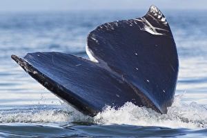 Gray Whale Diving, Hood Canal, Washington State Gray Whale Diving, Hood Canal, Washington State