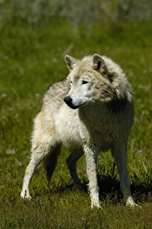 Gray Wolf (Canis lupus) also known as Timber Wolf. Bear World, Wyoming. USA Gray Wolf (Canis lupus) also known as Timber Wolf. Bear World, Wyoming. USA