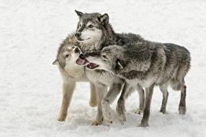 Gray Wolf or Timber Wolf , pack behavior in winter, (Captive Situation) Canis lupis Gray Wolf or Timber Wolf , pack behavior in winter, (Captive Situation) Canis lupis