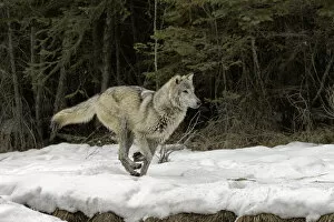 Images Dated 6th February 2016: Gray Wolf or Timber Wolf running on snow in winter, (Captive Situation) Canis lupis