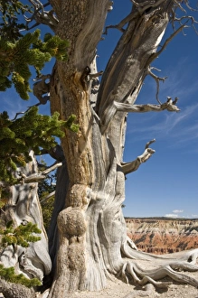 Great Basin Bristlecone Pine, Pinus longaeva, at Cedar Breaks National Monument, Utah Great Basin Bristlecone Pine, Pinus longaeva, at Cedar Breaks National Monument, Utah