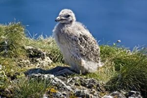 Images Dated 23rd June 2007: A Great Black-backed Gull chick. Snaefellsness peninsula in western Iceland