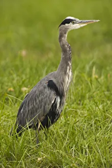 Ciconiiformes Gallery: Great Blue Heron