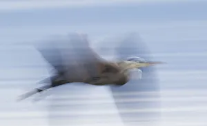 <b class=qtipBold><figcaption>Great Blue Heron; abstract flight</figcaption></b><br><em>© Ken Archer / DanitaDelimont.com</em> Great Blue Heron; abstract flight