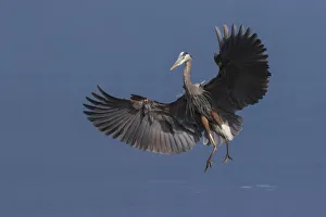 <b class=qtipBold><figcaption>Great Blue Heron Alighting</figcaption></b><br><em>© Ken Archer / DanitaDelimont.com</em> Great Blue Heron Alighting