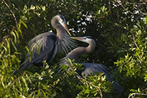 Great Blue Heron (Ardea herodias) pair in habitat, Texas coast Great Blue Heron (Ardea herodias) pair in habitat, Texas coast