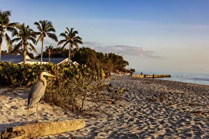 Great blue heron at Blind Pass Beach on Sanibel Island, Florida, USA Great blue heron at Blind Pass Beach on Sanibel Island, Florida, USA