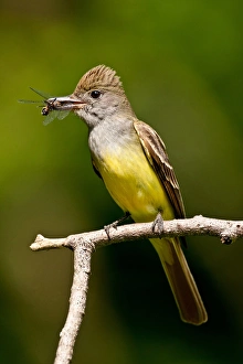 Great Crested Flycatcher Myiarchus crinitus Central Pennsylvania Habitat - Deciduous Great Crested Flycatcher Myiarchus crinitus Central Pennsylvania Habitat - Deciduous