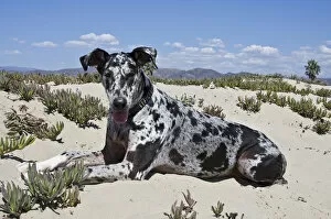 Working Group Gallery: A Great Dane lying in the sand in Ventura California