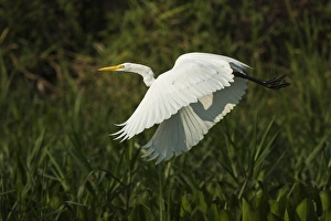Great Egret (Ardea alba), Northern Pantanal, Mato Grosso, Brazil Great Egret (Ardea alba), Northern Pantanal, Mato Grosso, Brazil
