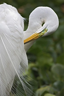 Great Egret in breeding plumage preening feathers, Casmerodius albus, Corkscrew Swamp Sanctuary Great Egret in breeding plumage preening feathers, Casmerodius albus, Corkscrew Swamp Sanctuary