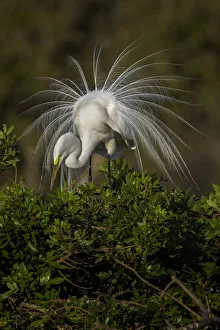 Nesting Material Gallery: Great egret in courtship display in full breeding plumage, Venice rookery, Venice, Florida