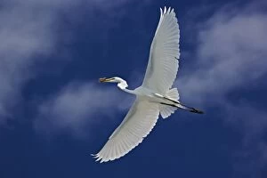 Images Dated 22nd February 2005: Great Egret in flight, Casmerodius albus, Sanibel Island, Florida