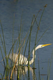 Great egret hunting for its food inside the bulrush, Ardea alba, Viera Wetlands Florida Great egret hunting for its food inside the bulrush, Ardea alba, Viera Wetlands Florida