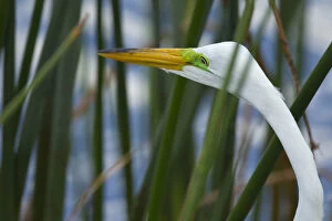 Images Dated 26th April 2011: Great Egret hunting in soft stem bulrush, Ardea alba, Viera wetlands, Florida