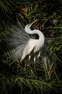 A great egret performs frequent displays using its showy plumage during the breeding A great egret performs frequent displays using its showy plumage during the breeding