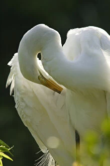 Images Dated 12th May 2005: Great Egret preening on nest Ardea alba Alligator farm rookery, St. Augustine, FL
