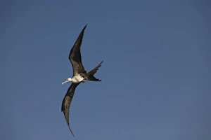 Great frigate bird (Fregata minor) in flight against blue sky, Placencia Great frigate bird (Fregata minor) in flight against blue sky, Placencia