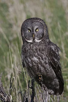 <b class=qtipBold><figcaption>Great Gray Owl</figcaption></b><br><em>© Ken Archer / DanitaDelimont.com</em> Great Gray Owl