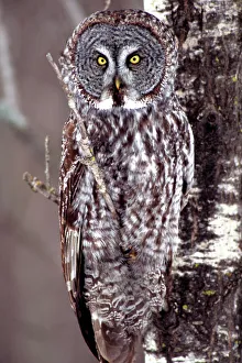 Great Gray Owl, Pine City MN perched on Aspen Great Gray Owl, Pine City MN perched on Aspen