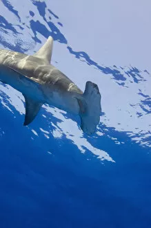 Images Dated 10th April 2004: Great Hammerhead Shark (Sphyrna mokarran) Northern Bahamas