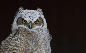 <b class=qtipBold><figcaption>Great-horned Owl, Fledgling</figcaption></b><br><em>© Ken Archer / DanitaDelimont.com</em> Great-horned Owl, Fledgling