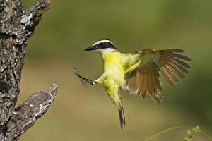 Great Kiskadee (Pitangus sulphuratus) landing Great Kiskadee (Pitangus sulphuratus) landing