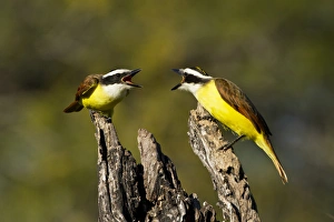 Great Kiskadee (Pitangus sulphuratus) scolding Great Kiskadee (Pitangus sulphuratus) scolding