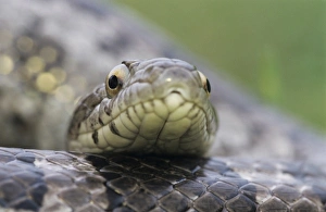 Great Plains Rat Snake, Elaphe guttata emoryi, adult, Lake Corpus Christi, Texas, USA Great Plains Rat Snake, Elaphe guttata emoryi, adult, Lake Corpus Christi, Texas, USA