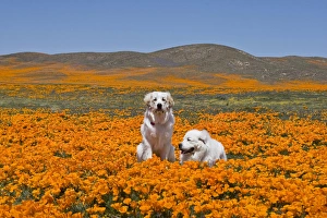 Two Great Pyrenees together in a field of wild Poppy flowers at Antelope Valley in Two Great Pyrenees together in a field of wild Poppy flowers at Antelope Valley in