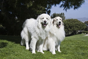 Two Great Pyrenees together at a Laguna Beach park in California Two Great Pyrenees together at a Laguna Beach park in California