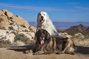 Working Group Gallery: Great Pyrenees and Leonberger on granite boulders