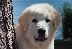 Great Pyrenees at the park
