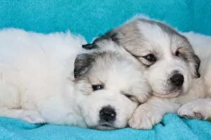 Chien Des Pyrenees Gallery: Two Great Pyrenees puppies lying together on a blue background