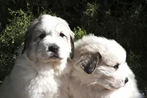 Working Group Gallery: Two Great Pyrenees puppies sitting together in front of a Juniper tree