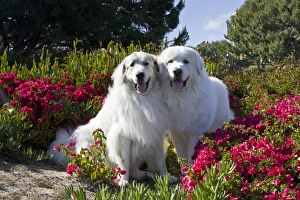 Two Great Pyrenees together among red flowers Two Great Pyrenees together among red flowers