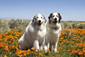 Chien Des Pyrenees Gallery: Two Great Pyrenees sitting together in a field of wild Poppy flowers in Antelope