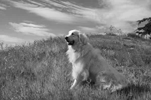 Working Group Gallery: Great Pyrenees sitting on grassy hillside