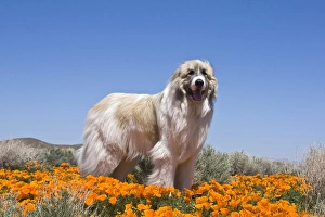 A Great Pyrenees standing in a field of Poppy flowers in Antleope Valley California A Great Pyrenees standing in a field of Poppy flowers in Antleope Valley California