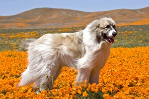 A Great Pyrenees standing in a field of wild Poppy flowers in Antelope Valley California A Great Pyrenees standing in a field of wild Poppy flowers in Antelope Valley California