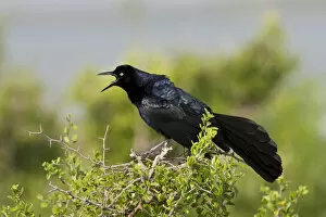 Images Dated 5th June 2010: Great-tailed Grackle (Quiscalus mexicanus) adult male calling