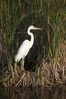 A great white heron poses in a south Florida wetland A great white heron poses in a south Florida wetland