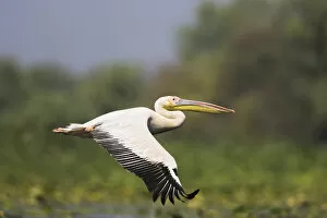 Images Dated 20th July 2006: Great White Pelican (Pelecanus onocrotalus) flying in the Danube Delta. Europe