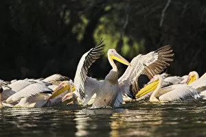 Images Dated 22nd July 2006: Great White Pelican (Pelecanus onocrotalus) in the Danube Delta. Europe, Eastern Europe