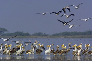 Great White Pelicans (Pelecanus onocrotalus). At salt pans of Runn of Kutch. Gujarat Great White Pelicans (Pelecanus onocrotalus). At salt pans of Runn of Kutch. Gujarat