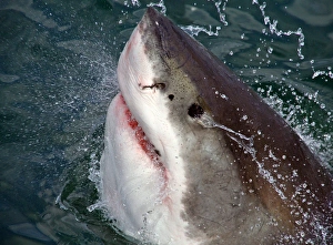 Great White Shark (Carcharodon carcharias) breaks the surface of the water in Capetown Great White Shark (Carcharodon carcharias) breaks the surface of the water in Capetown